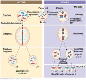 contrast - Cell division of Mitosis And Meiosis